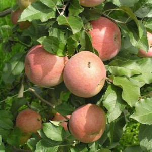 Яблуня Фуджі