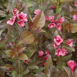 Вейгела квітуча Танго / Weigela florida Tango