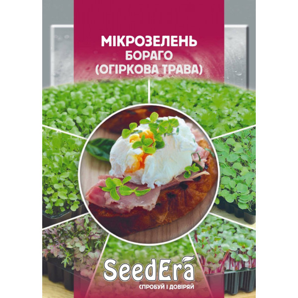 Мікрозелень Бораго (огіркова трава) Мікрозелень Бораго (огіркова трава)