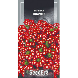 Вербена гібридна Скарлет Вербена гібридна Скарлет