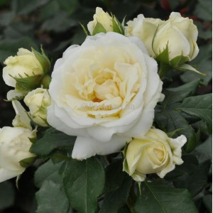 Троянда флорібунда Лєнка Фрайла / Lenka Frayla, С3
