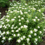 Спірея японська Альбіфлора / Albiflora, С3