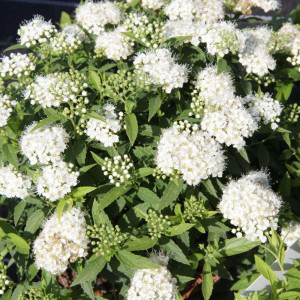 Спірея японська Альбіфлора / Albiflora, С3