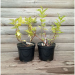 Свидина біла Шпаєті / Cornus alba Spaethii