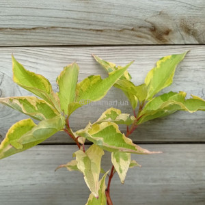 Свидина біла Шпаєті / Cornus alba Spaethii