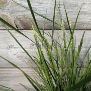 Щучка дерниста Палава / Deschampsia cespitosa Palavа