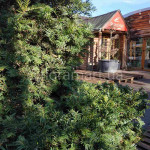 Тис ягідний / Taxus baccata ARCA Тис ягідний / Taxus baccata ARCA