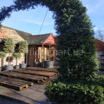 Тис ягідний / Taxus baccata ARCA Тис ягідний / Taxus baccata ARCA