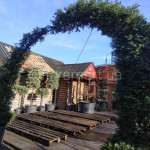 Тис ягідний / Taxus baccata ARCA Тис ягідний / Taxus baccata ARCA