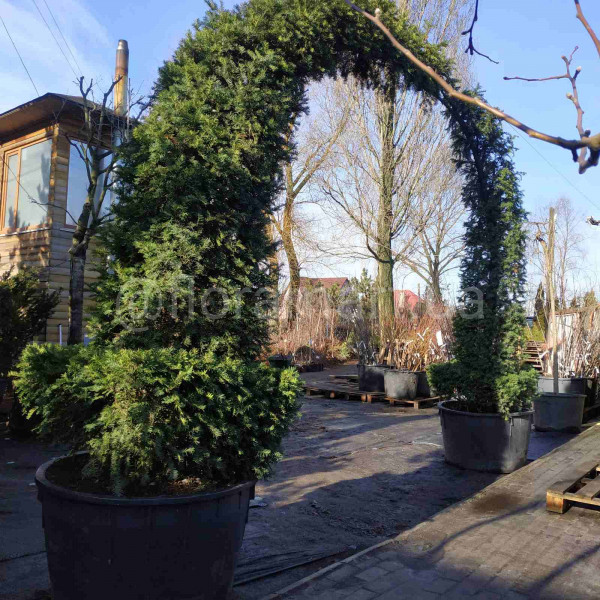 Тис ягідний / Taxus baccata ARCA Тис ягідний / Taxus baccata ARCA