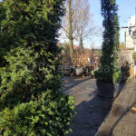 Тис ягідний / Taxus baccata ARCA Тис ягідний / Taxus baccata ARCA