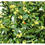 Самшит вічнозелений або звичайний / Buxus sempervirens Самшит вічнозелений або звичайний / Buxus sempervirens