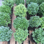 Самшит вічнозелений або звичайний / Buxus sempervirens Самшит вічнозелений або звичайний / Buxus sempervirens