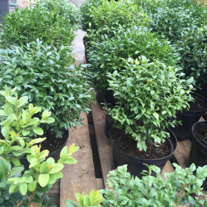 Самшит вічнозелений або звичайний / Buxus sempervirens