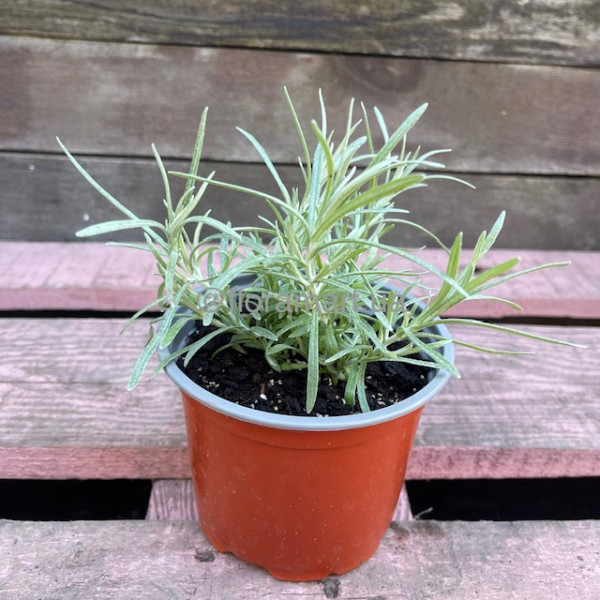 Талл Каррі / Helichrysum angustifolia Tall Curry, С1,2 Талл Каррі / Helichrysum angustifolia Tall Curry, С1,2