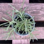 Талл Каррі / Helichrysum angustifolia Tall Curry, С1,2 Талл Каррі / Helichrysum angustifolia Tall Curry, С1,2