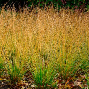 Молінія Хайдебраут / Molinia caerulea Heidebraut, С2 
