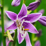 Хоста Purple Sensation Хоста Purple Sensation