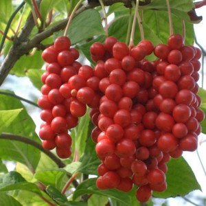 Лимонник китайський / Schizandra chinensis, С3 