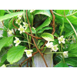 Лимонник китайський / Schizandra chinensis, С3 Лимонник китайський / Schizandra chinensis, С3