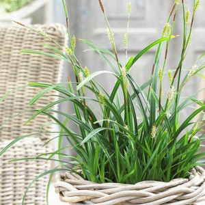 Осока Айріш Грін / Carex Irish Green