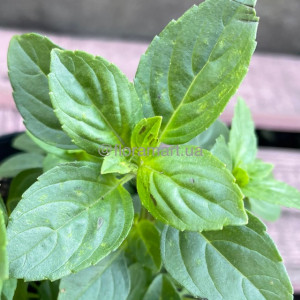 Базилік кущовий Меджик Вайт / Ocimum basilicum Magic White, С2