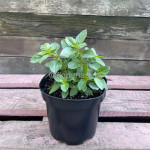 Базилік кущовий Меджик Вайт / Ocimum basilicum Magic White, С2
