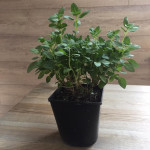 Базилік кущовий Меджик Вайт / Ocimum basilicum Magic White, С2