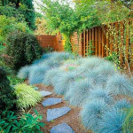 Костриця блакитна / Festuca glauca Костриця блакитна / Festuca glauca