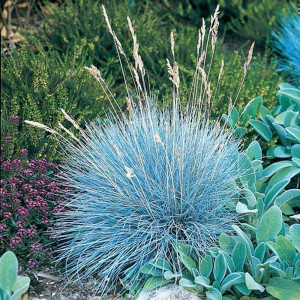 Костриця блакитна / Festuca glauca