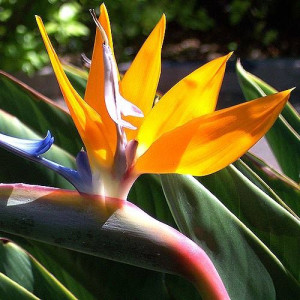 Стреліція королівська / Strelitzia reginae Стреліція королівська / Strelitzia reginae