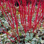 Свидина біла Сайберіан Перлс / Cornus alba Siberian Pearls Свидина біла Сайберіан Перлс / Cornus alba Siberian Pearls