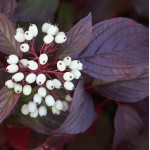Свидина біла Сайберіан Перлс / Cornus alba Siberian Pearls Свидина біла Сайберіан Перлс / Cornus alba Siberian Pearls