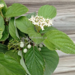 Свидина біла Сайберіан Перлс / Cornus alba Siberian Pearls Свидина біла Сайберіан Перлс / Cornus alba Siberian Pearls