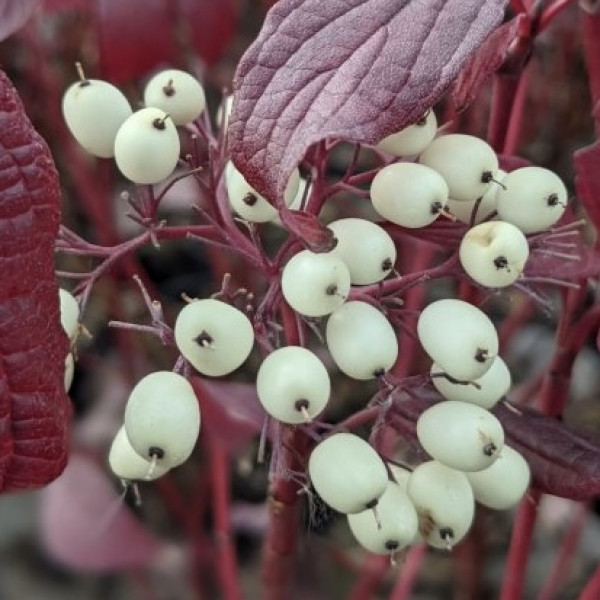 Свидина біла Сайберіан Перлс / Cornus alba Siberian Pearls Свидина біла Сайберіан Перлс / Cornus alba Siberian Pearls