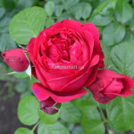 Троянда паркова Ред Еден Роуз / Red Eden Rose, С3 Троянда паркова Ред Еден Роуз / Red Eden Rose, С3