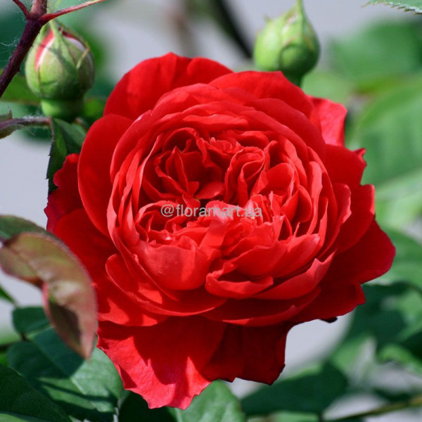 Троянда паркова Ред Еден Роуз / Red Eden Rose, С3 Троянда паркова Ред Еден Роуз / Red Eden Rose, С3
