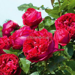 Троянда паркова Ред Еден Роуз / Red Eden Rose, С3 Троянда паркова Ред Еден Роуз / Red Eden Rose, С3