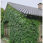 Виноград трійчастий Вічі / Parthenocissus tricuspidata Veitchiі Виноград трійчастий Вічі / Parthenocissus tricuspidata Veitchiі
