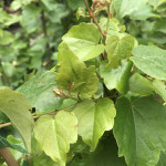 Виноград трійчастий Вічі / Parthenocissus tricuspidata Veitchiі Виноград трійчастий Вічі / Parthenocissus tricuspidata Veitchiі