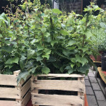 Виноград трійчастий Вічі / Parthenocissus tricuspidata Veitchiі Виноград трійчастий Вічі / Parthenocissus tricuspidata Veitchiі