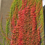 Виноград трійчастий Вічі / Parthenocissus tricuspidata Veitchiі Виноград трійчастий Вічі / Parthenocissus tricuspidata Veitchiі