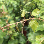 Виноград трійчастий Вічі / Parthenocissus tricuspidata Veitchiі Виноград трійчастий Вічі / Parthenocissus tricuspidata Veitchiі