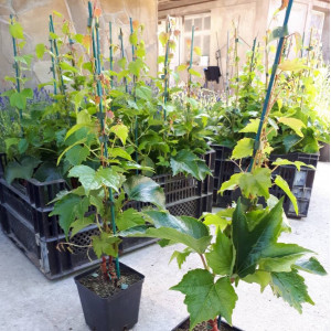 Виноград трійчастий Вічі / Parthenocissus tricuspidata Veitchiі Виноград трійчастий Вічі / Parthenocissus tricuspidata Veitchiі