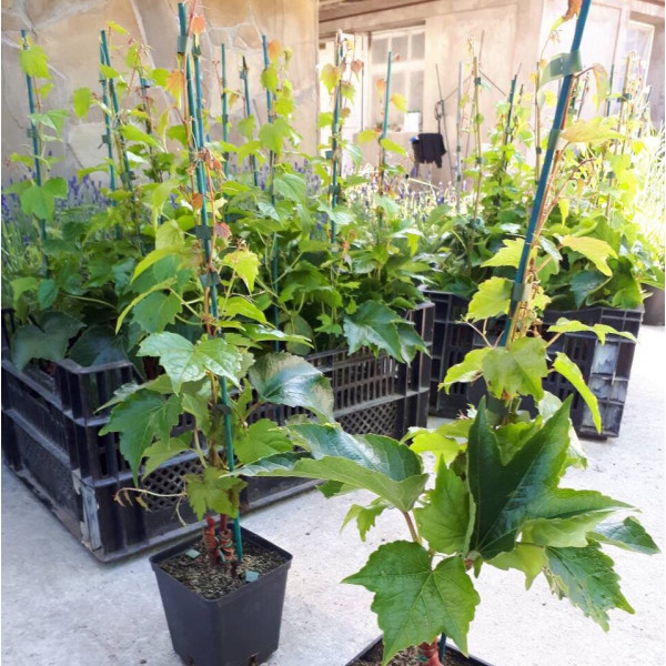 Виноград трійчастий Вічі / Parthenocissus tricuspidata Veitchiі Виноград трійчастий Вічі / Parthenocissus tricuspidata Veitchiі