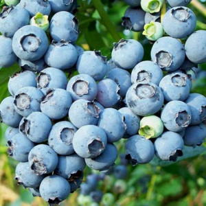 Лохина Блю Голд / Blue Gold