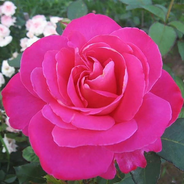 Троянда Пінк Піс / Rose Pink Peace Троянда Пінк Піс / Rose Pink Peace
