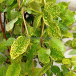 Жимолість японська сітчаста Ауреоретікулата / Aureoreticulata