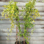 Жимолість японська сітчаста Ауреоретікулата / Aureoreticulata