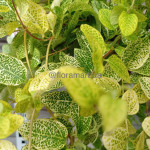 Жимолість японська сітчаста Ауреоретікулата / Aureoreticulata